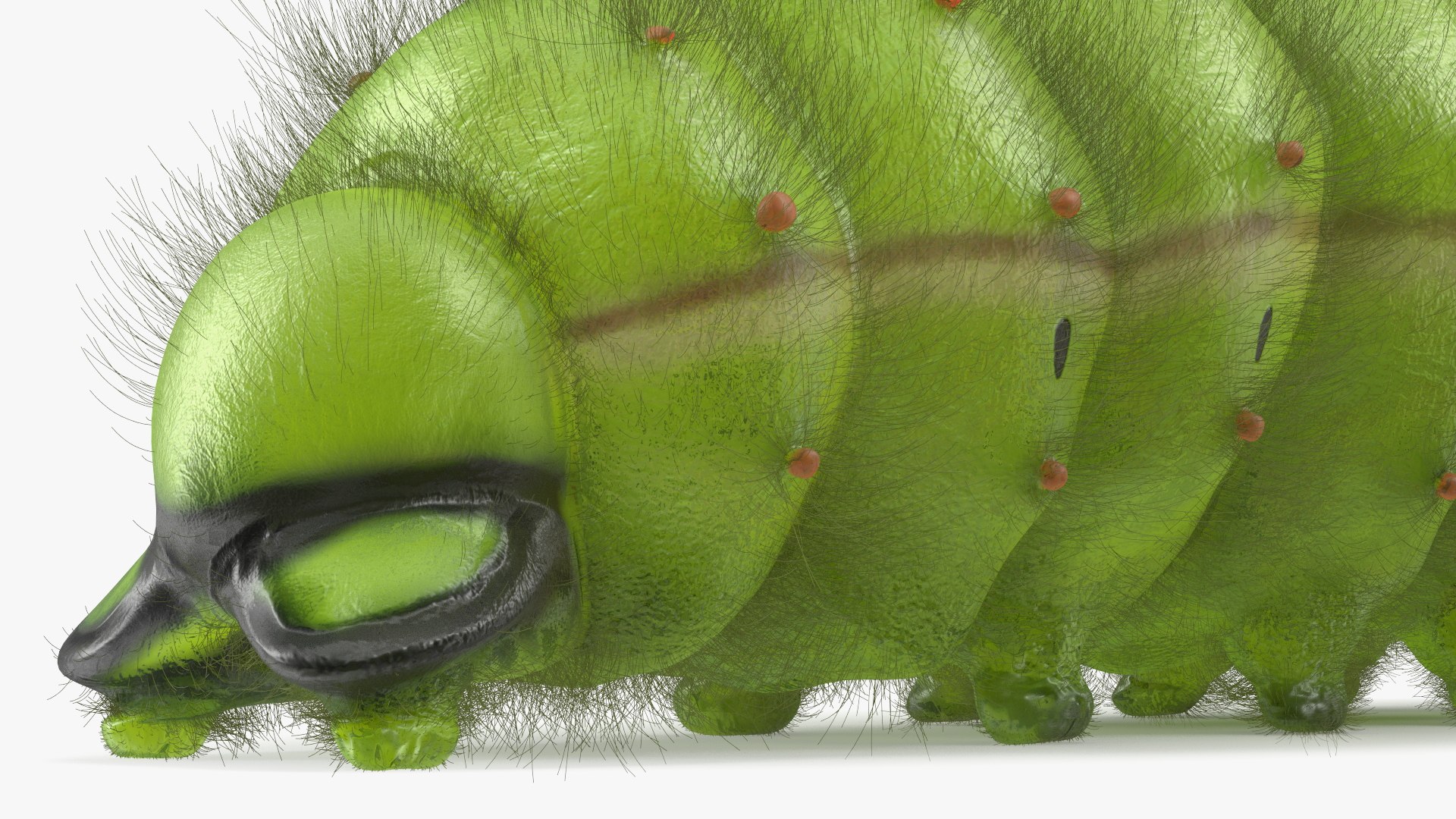 Silkworms Fur Rigged Collection 3D model https://p.turbosquid.com/ts-thumb/GA/lNTtdJ/Mt/silkwormsfurriggedcollection3dmodel031/jpg/1657220057/1920x1080/fit_q87/42a930ef87602d35a199d86bde82c44cf919add4/silkwormsfurriggedcollection3dmodel031.jpg