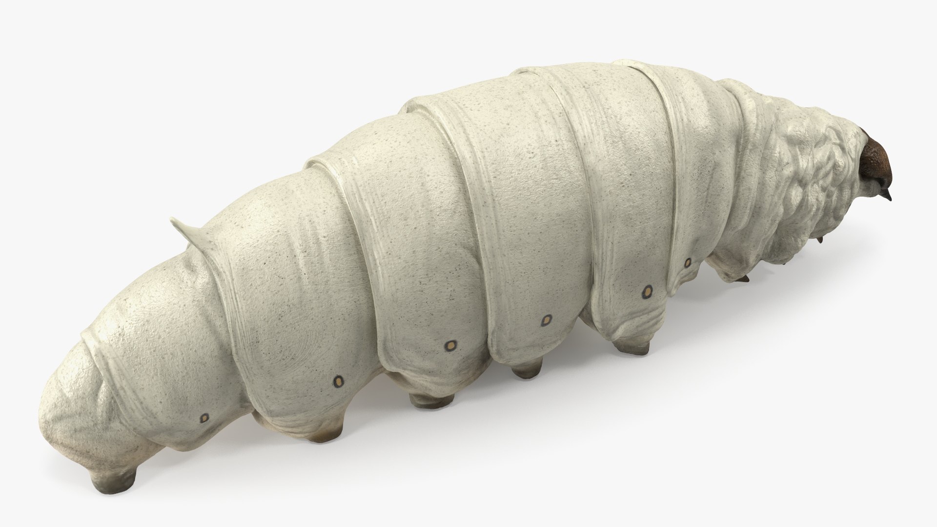 Silkworms Fur Rigged Collection 3D model https://p.turbosquid.com/ts-thumb/GA/lNTtdJ/Qg/silkwormsfurriggedcollection3dmodel013/jpg/1657219993/1920x1080/fit_q87/88f482f7a75d591a3a07e881228d94cfb4b7bb44/silkwormsfurriggedcollection3dmodel013.jpg