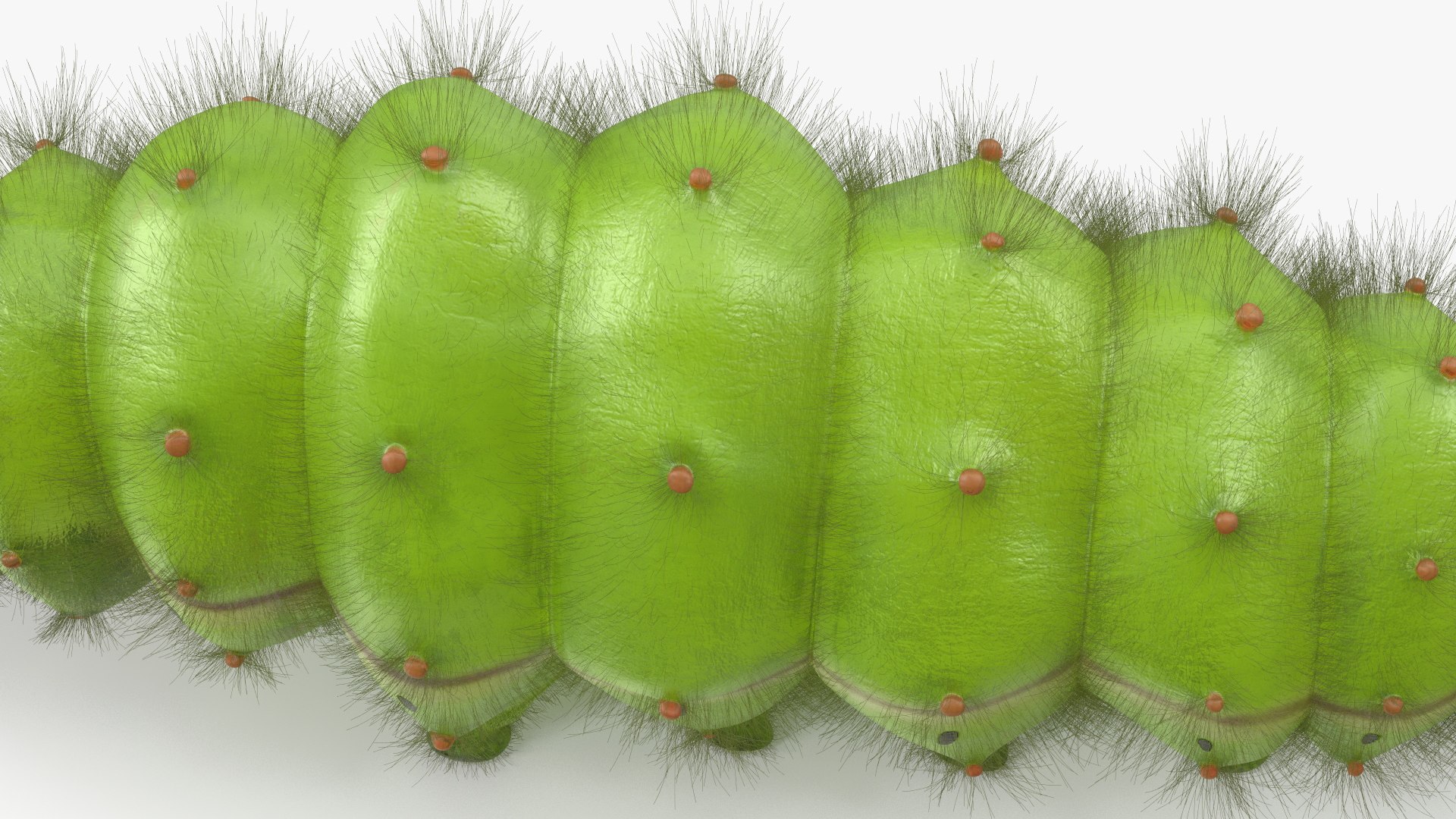 Silkworms Fur Rigged Collection 3D model https://p.turbosquid.com/ts-thumb/GA/lNTtdJ/Tq/silkwormsfurriggedcollection3dmodel029/jpg/1657220050/1920x1080/fit_q87/a0d767aba4170f2b5524d489f9f6456c0a42bdb0/silkwormsfurriggedcollection3dmodel029.jpg