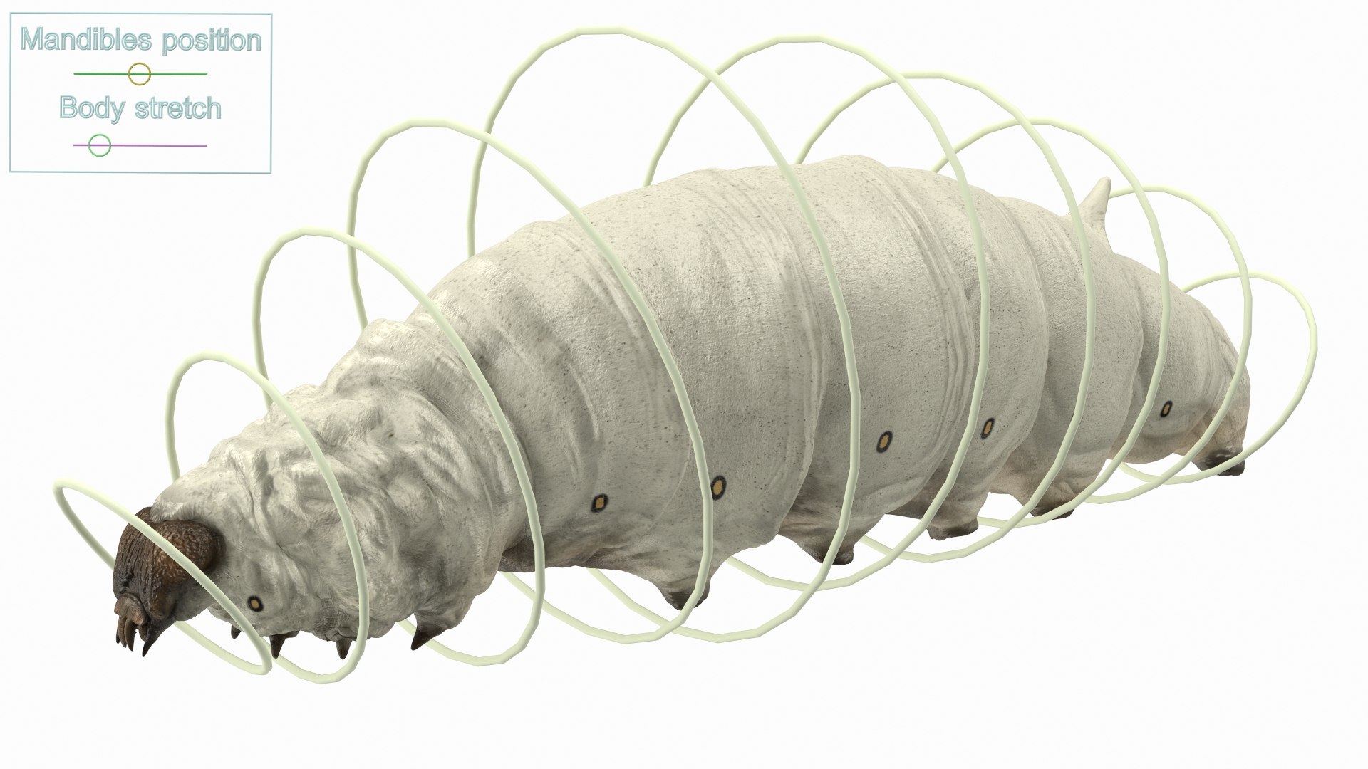 Silkworms Fur Rigged Collection 3D model https://p.turbosquid.com/ts-thumb/GA/lNTtdJ/d8/silkwormsfurriggedcollection3dmodel009/jpg/1657219980/1920x1080/fit_q87/6a19202034001047e42b6a61b890bc94cdf7e058/silkwormsfurriggedcollection3dmodel009.jpg
