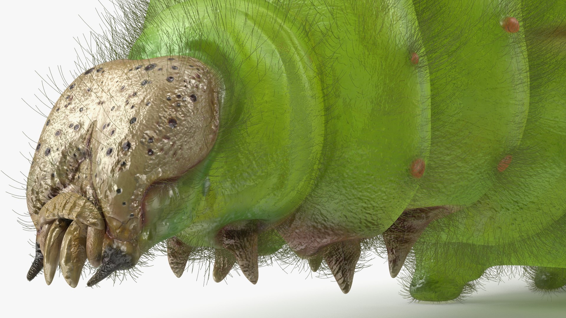 Silkworms Fur Rigged Collection 3D model https://p.turbosquid.com/ts-thumb/GA/lNTtdJ/fI/silkwormsfurriggedcollection3dmodel030/jpg/1657220054/1920x1080/fit_q87/977c5cc548ba914e6e02ed00dd349bc6e25f2779/silkwormsfurriggedcollection3dmodel030.jpg