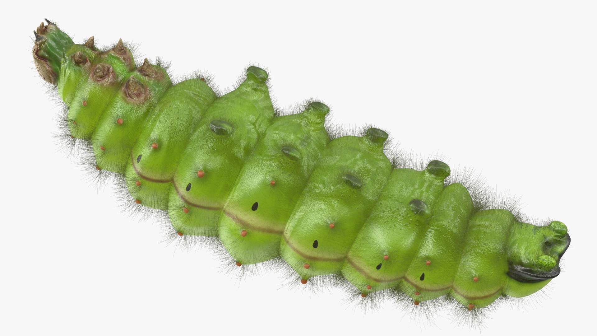 Silkworms Fur Rigged Collection 3D model https://p.turbosquid.com/ts-thumb/GA/lNTtdJ/jf/silkwormsfurriggedcollection3dmodel033/jpg/1657220065/1920x1080/fit_q87/e7a972034afcb86dfaa3ed573f7b5ccea17f33e1/silkwormsfurriggedcollection3dmodel033.jpg