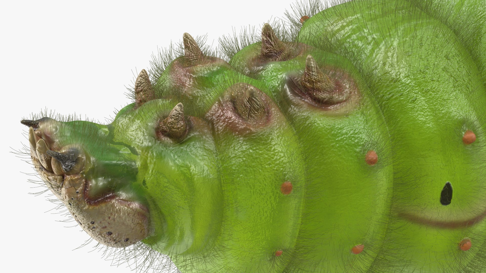 Silkworms Fur Rigged Collection 3D model https://p.turbosquid.com/ts-thumb/GA/lNTtdJ/lo/silkwormsfurriggedcollection3dmodel032/jpg/1657220061/1920x1080/fit_q87/fcfc931c08012e876f11bb03afc93c8ab3a3c773/silkwormsfurriggedcollection3dmodel032.jpg