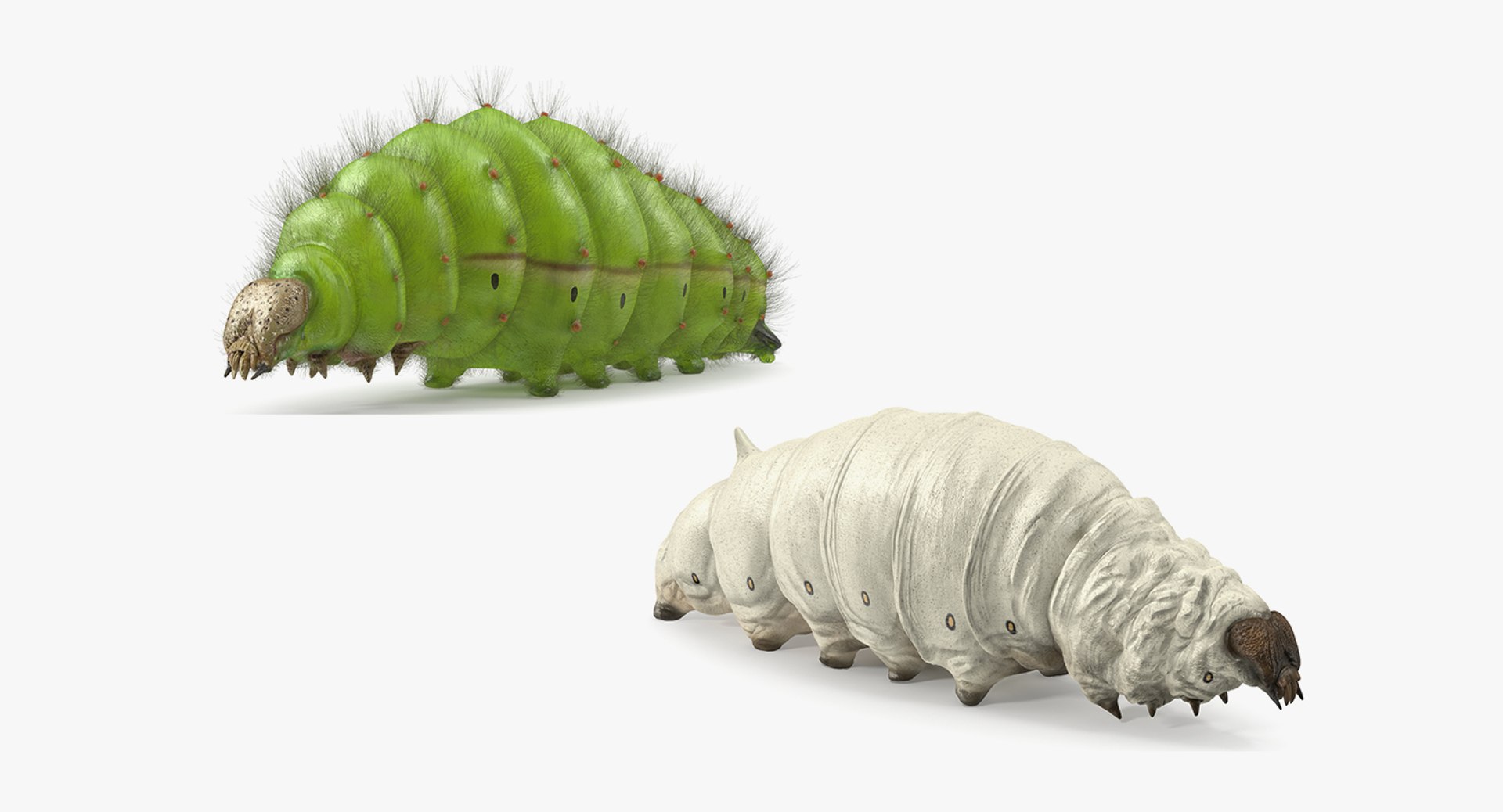 Silkworms Fur Rigged Collection 3D model https://p.turbosquid.com/ts-thumb/GA/lNTtdJ/pj/silkwormsfurriggedcollection3dmodel001/jpg/1657219952/1920x1080/fit_q87/46b087ae71ada42dcc4521ac5767e9f851eb4b6d/silkwormsfurriggedcollection3dmodel001.jpg