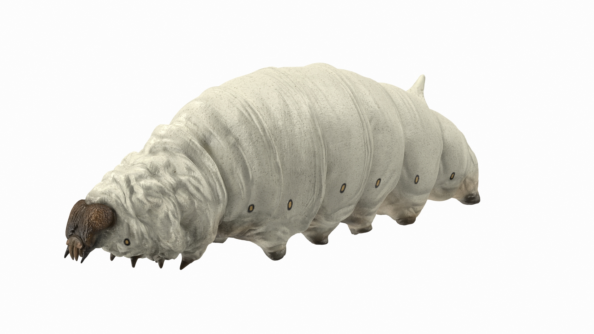 Silkworms Fur Rigged Collection 3D model https://p.turbosquid.com/ts-thumb/GA/lNTtdJ/qa/silkworm_white_rigged_360/jpg/1657220462/1920x1080/turn_fit_q99/4b8ede87cc40ac25cabbc5631767278b976b699d/silkworm_white_rigged_360-1.jpg