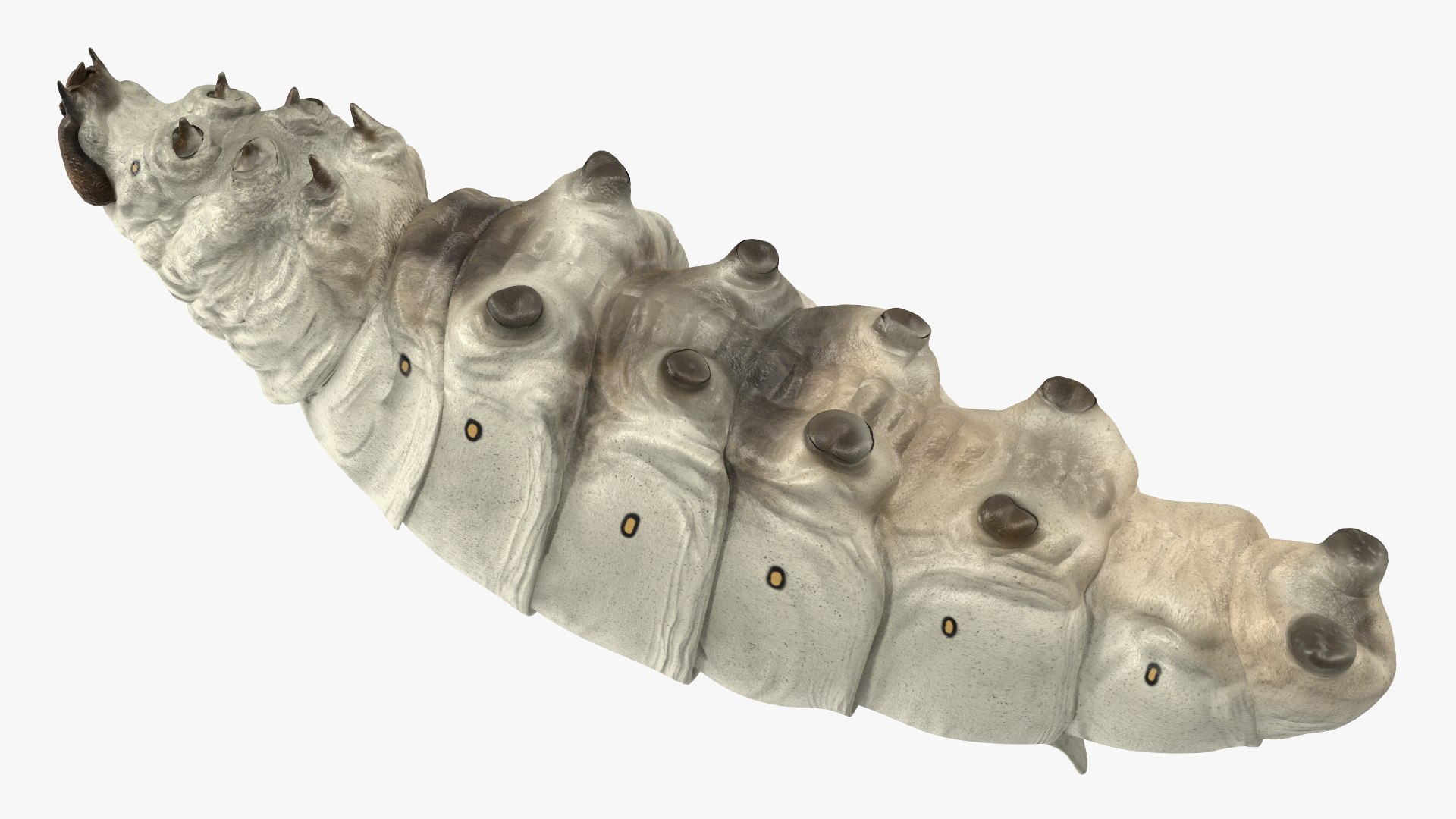 Silkworms Fur Rigged Collection 3D model https://p.turbosquid.com/ts-thumb/GA/lNTtdJ/tj/silkwormsfurriggedcollection3dmodel014/jpg/1657219996/1920x1080/fit_q87/491062b732ea81f9cf16aa41a518cf435f422a09/silkwormsfurriggedcollection3dmodel014.jpg