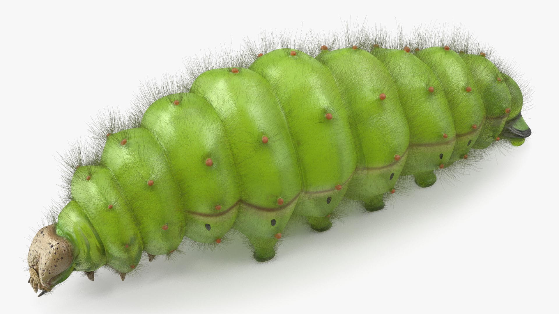 Silkworms Fur Rigged Collection 3D model https://p.turbosquid.com/ts-thumb/GA/lNTtdJ/uO/silkwormsfurriggedcollection3dmodel028/jpg/1657220047/1920x1080/fit_q87/27d7e0a9aa523ef8c200b1b0f2989f3f4ffaab6e/silkwormsfurriggedcollection3dmodel028.jpg