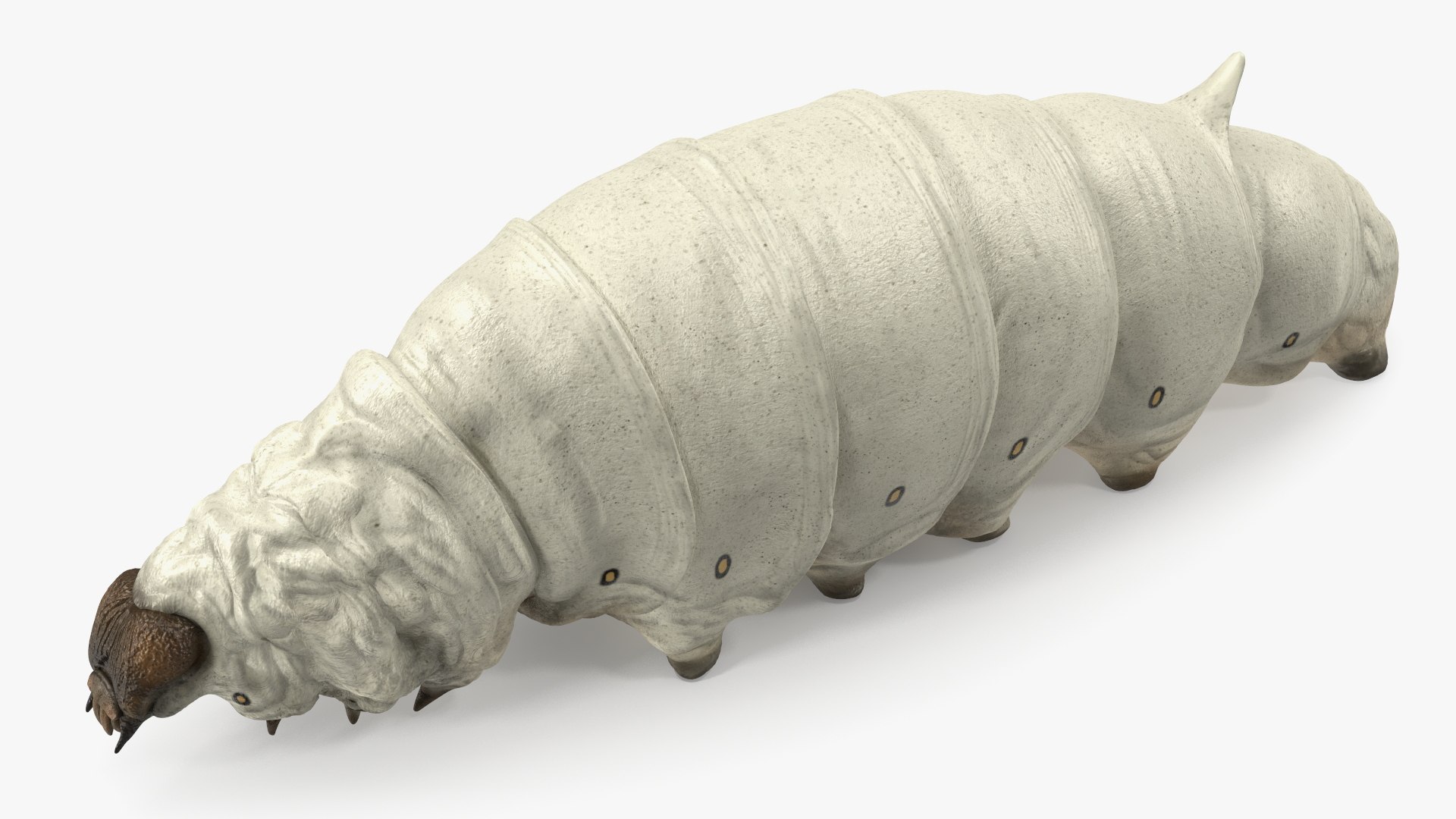 Silkworms Fur Rigged Collection 3D model https://p.turbosquid.com/ts-thumb/GA/lNTtdJ/xS/silkwormsfurriggedcollection3dmodel012/jpg/1657219990/1920x1080/fit_q87/611d75abb147ae82f89bfd8b4121f60a307fa0ce/silkwormsfurriggedcollection3dmodel012.jpg