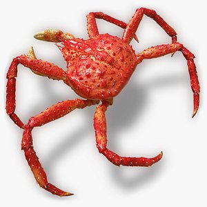 3D Paralithodes Crab Walking Animated Rigged For Blender