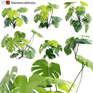Monstera deliciosa 03 model