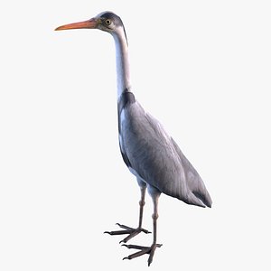 3D model Grey Heron