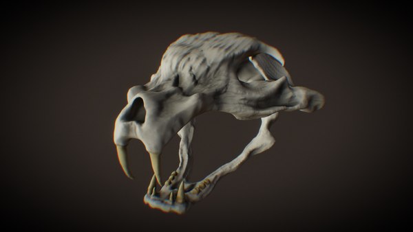 Animal skull 3D model - TurboSquid 1772572