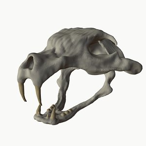 Animal skull