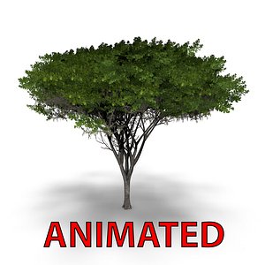 max acacia