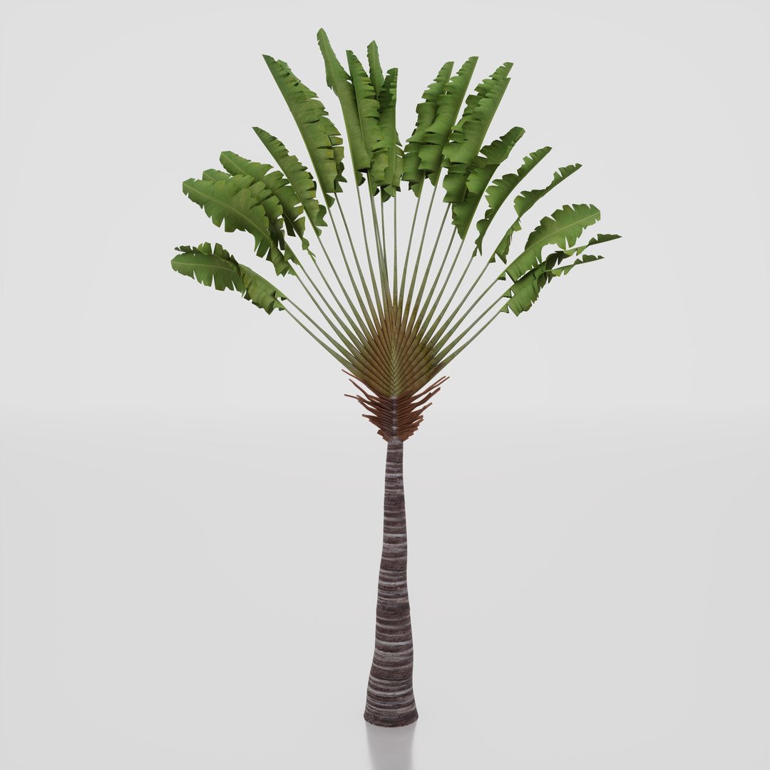 Travelers Palm Tree 3D Model - TurboSquid 2130813