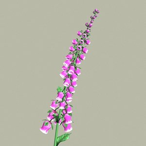 Doofus Plants - FOXGLOVE