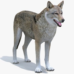 red wolf 3D model