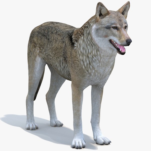 Wolf 3D Models for Download | TurboSquid