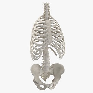 3D real human rib cage