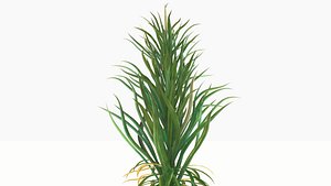 3D grass model
