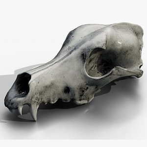 3D Wolf skull model
