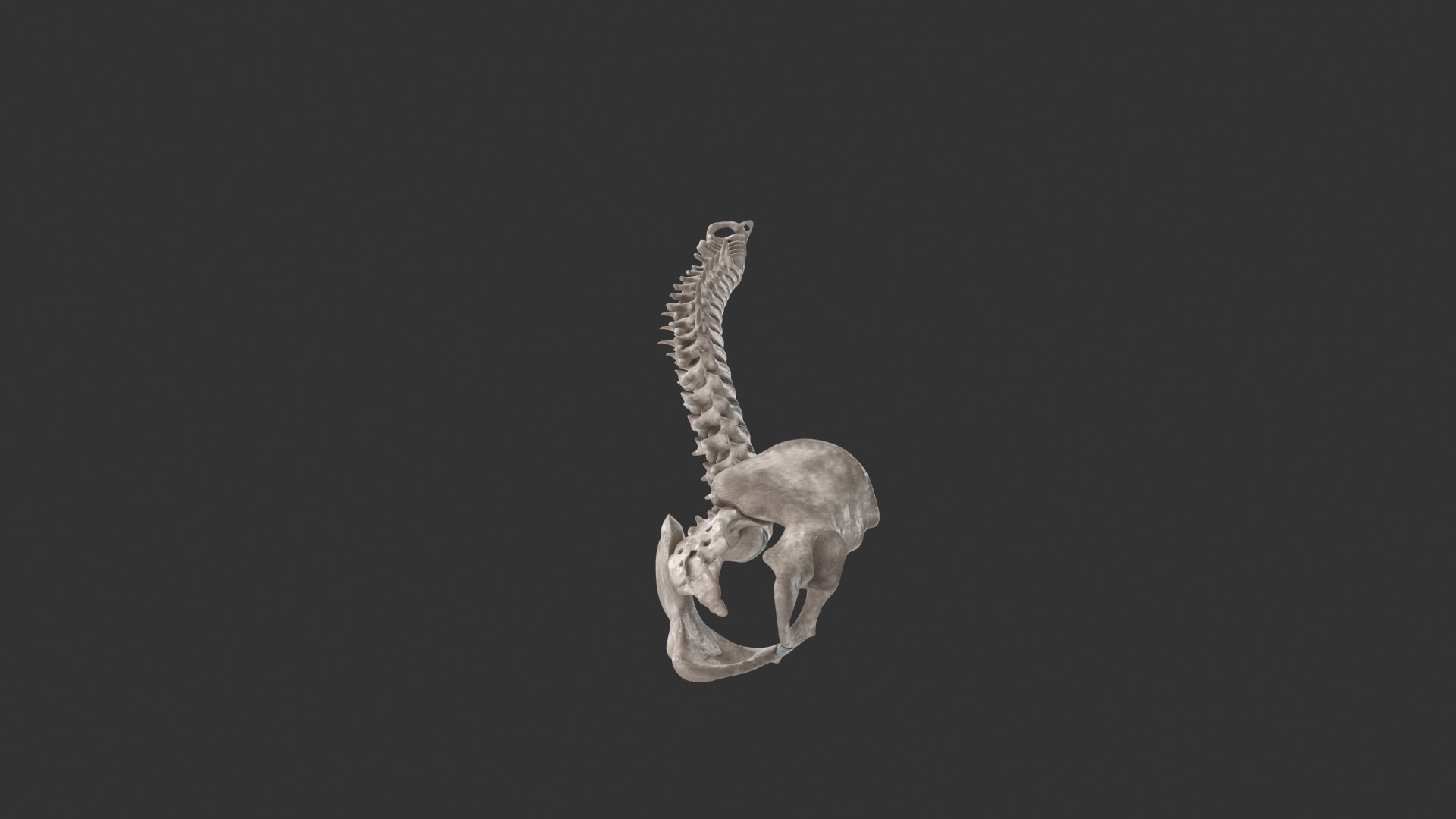 spinal cord ma https://p.turbosquid.com/ts-thumb/GB/sRVOj9/0YtHZHip/10203/png/1603518677/1920x1080/fit_q87/28d4f632087c6324b03e21cd8ec66ab09cfa8785/10203.jpg