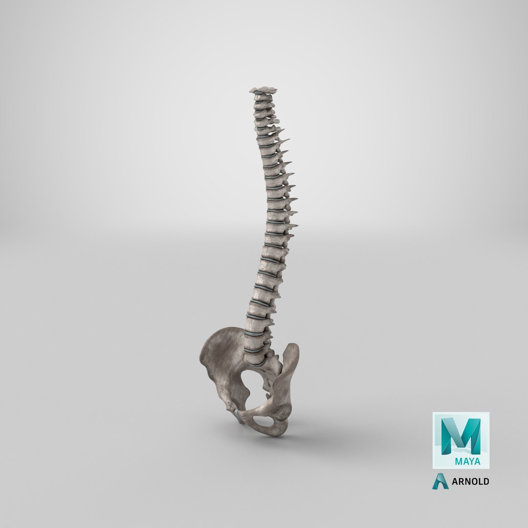 spinal cord ma https://p.turbosquid.com/ts-thumb/GB/sRVOj9/7x/stemcell_maya_arnold_render/png/1611406824/1920x1080/fit_q87/35f1aa54acf46a844ef5149d4b2387cf0e6cbd74/stemcell_maya_arnold_render.jpg