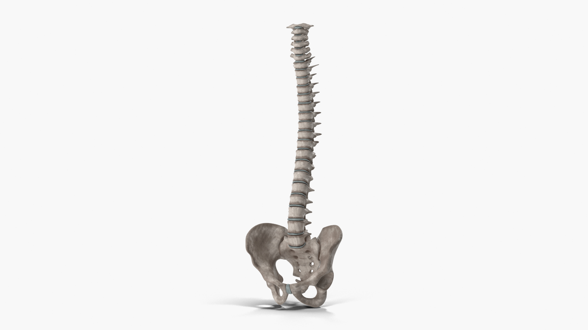 spinal cord ma https://p.turbosquid.com/ts-thumb/GB/sRVOj9/9vfDdpL8/01/png/1603518813/1920x1080/turn_fit_q99/c8f297efbd831683e83032122a5b1d49e4f207d4/01-1.jpg