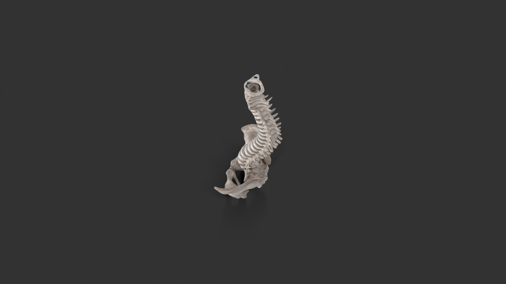 spinal cord ma https://p.turbosquid.com/ts-thumb/GB/sRVOj9/Bc5jAl5B/10022/png/1603518677/1920x1080/fit_q87/1eef5068ee090e483eb5a189fdb8184077eb22c0/10022.jpg