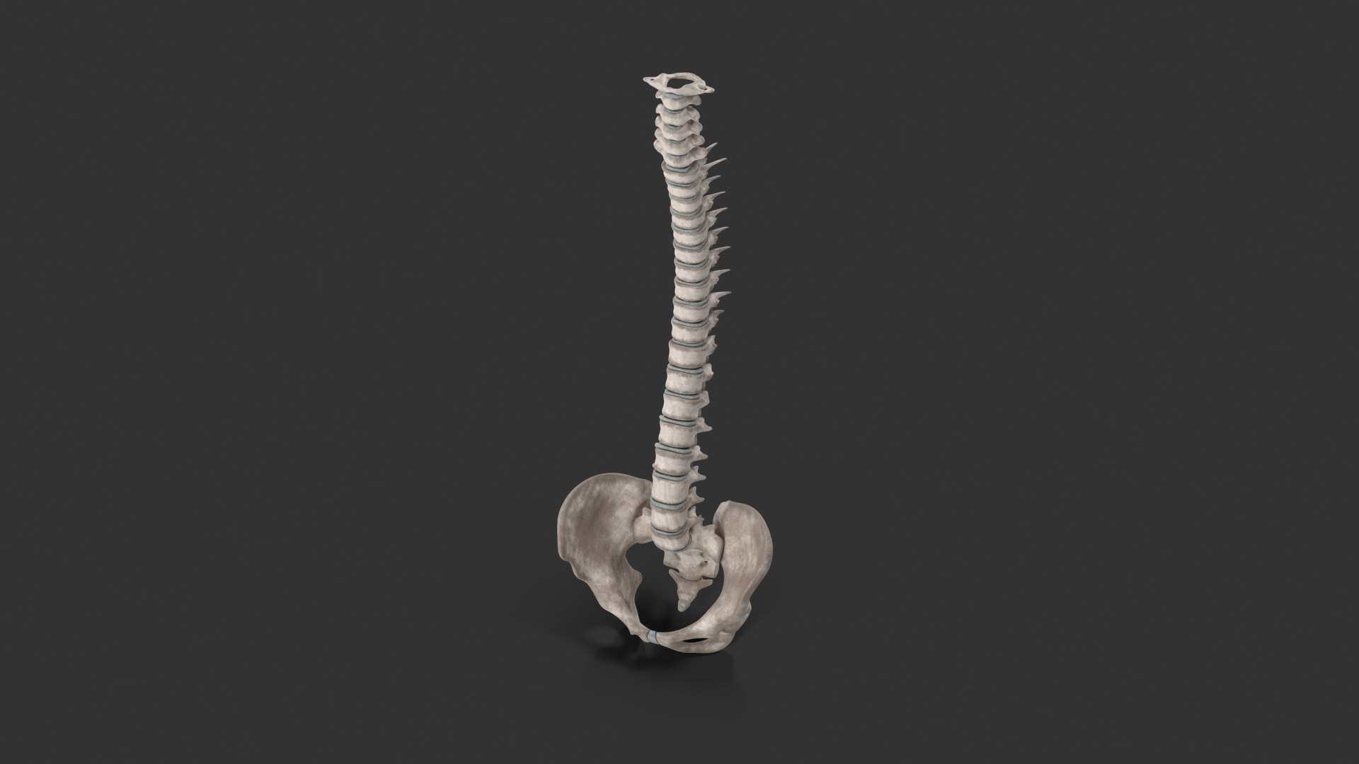 spinal cord ma https://p.turbosquid.com/ts-thumb/GB/sRVOj9/G6fYd0Lb/10066/png/1603518677/1920x1080/fit_q87/7445b330b488b7b1f6ae086ee43c235c435398ed/10066.jpg