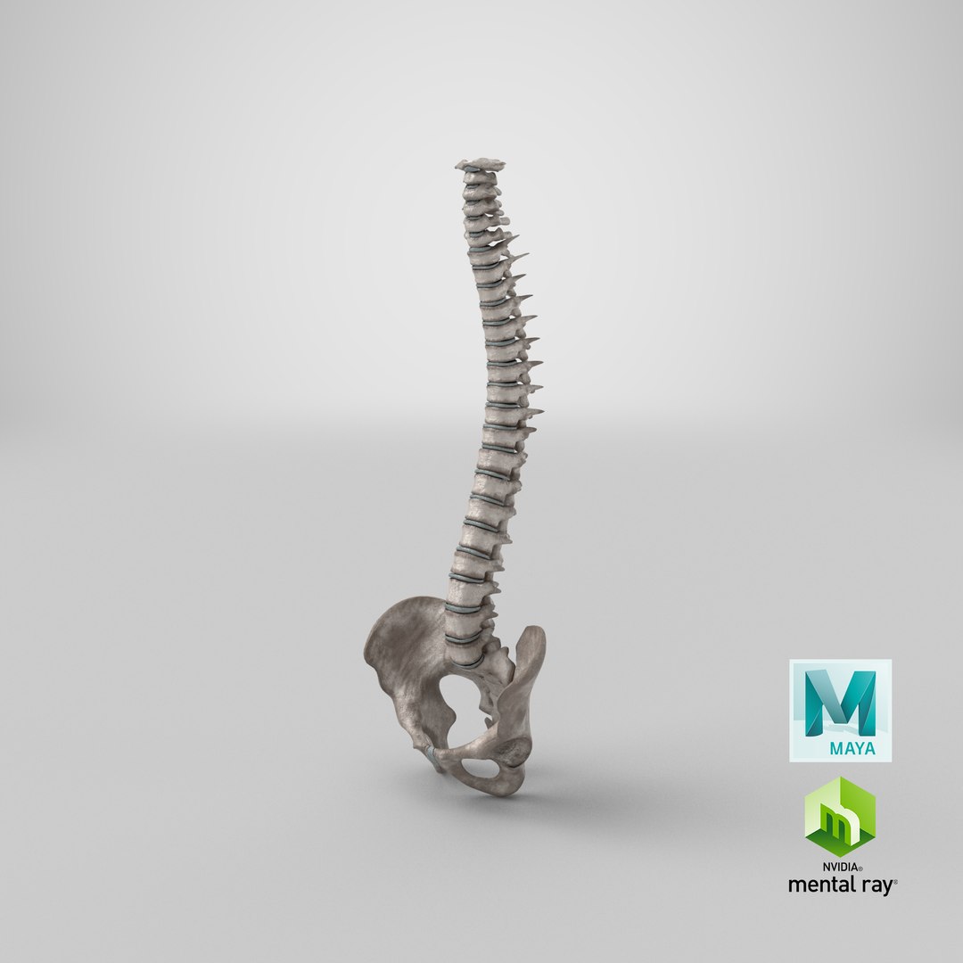 spinal cord ma https://p.turbosquid.com/ts-thumb/GB/sRVOj9/NB/stemcell_maya_mental_ray_render/png/1611406825/1920x1080/fit_q87/2e504bc793d8a261a7bf61a1f0b699a5afe3fcfb/stemcell_maya_mental_ray_render.jpg