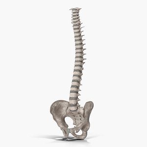 Spinal Cord