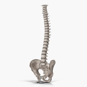 Spinal Cord