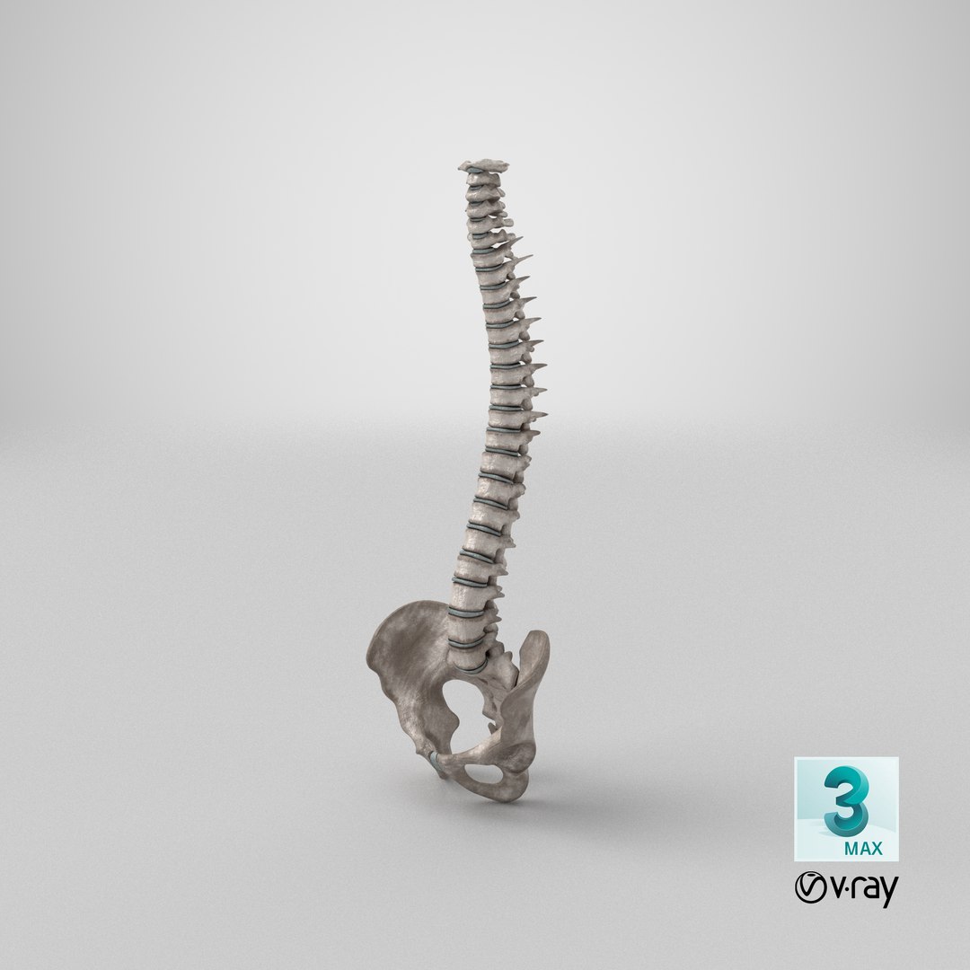 spinal cord ma https://p.turbosquid.com/ts-thumb/GB/sRVOj9/X6/stemcell_max_vray_render/png/1611406823/1920x1080/fit_q87/c71df893c15f566c352591ecf308689d6b6c8eb5/stemcell_max_vray_render.jpg