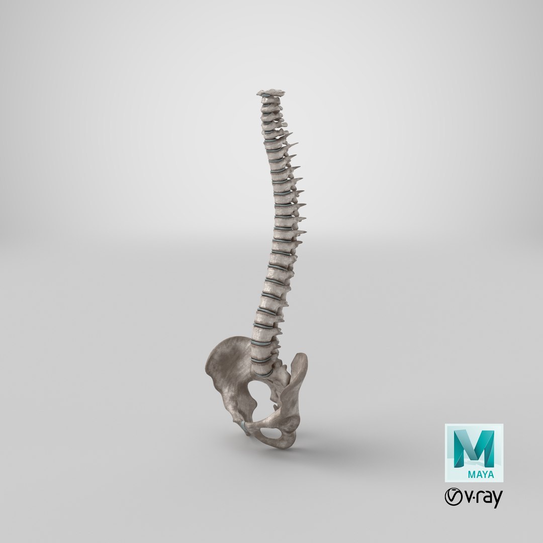 spinal cord ma https://p.turbosquid.com/ts-thumb/GB/sRVOj9/ba/stemcell_maya_vray_render/png/1611406826/1920x1080/fit_q87/b4347b02de2532eeb5a4ea2e787027515a9b88aa/stemcell_maya_vray_render.jpg