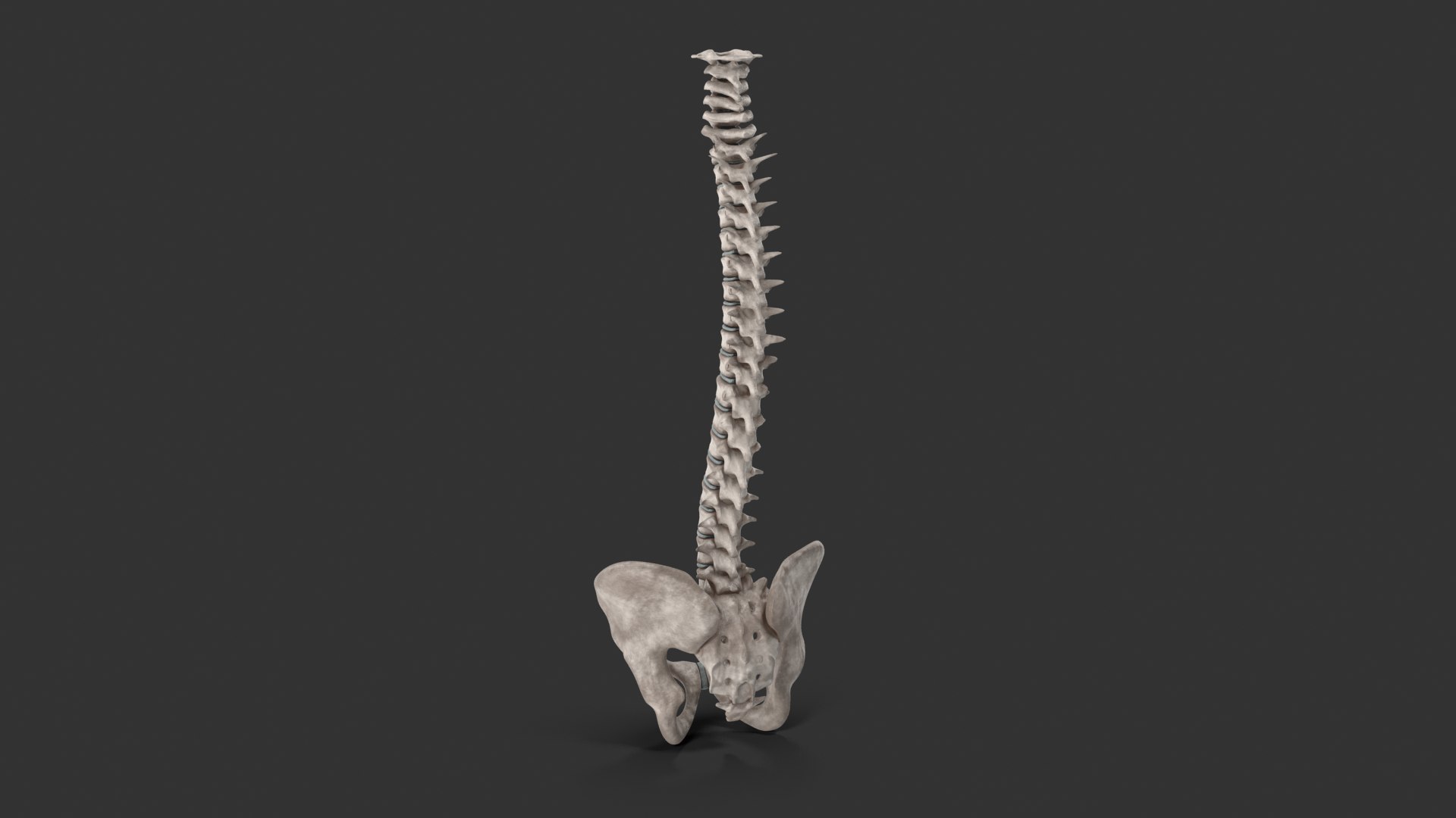 spinal cord ma https://p.turbosquid.com/ts-thumb/GB/sRVOj9/eNczdsox/10104/png/1603518677/1920x1080/fit_q87/66025260aab6aca8a00ea7945c9d2025b0a720ca/10104.jpg