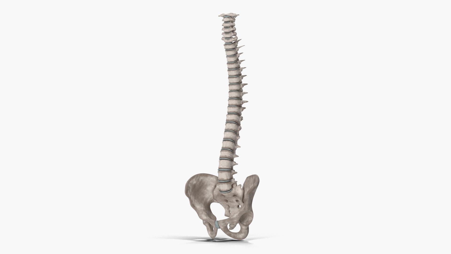 spinal cord ma https://p.turbosquid.com/ts-thumb/GB/sRVOj9/paQaOXw8/024_spinalcord_cnxt_v01/png/1603518183/1920x1080/fit_q87/cd030d59fc9489c124363a3a47a2bf0411879224/024_spinalcord_cnxt_v01.jpg