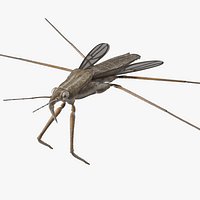 Water Strider Fur for Maya