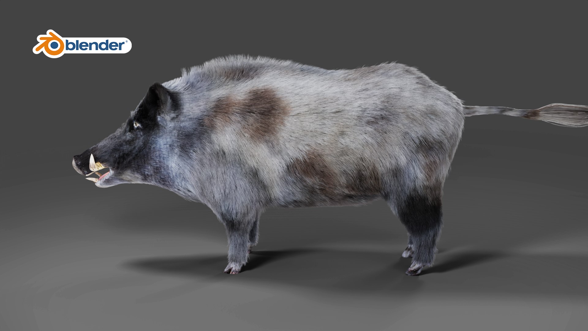3D Model Fur Black Wild Boar V03 Rigged In Blender - TurboSquid 1991193