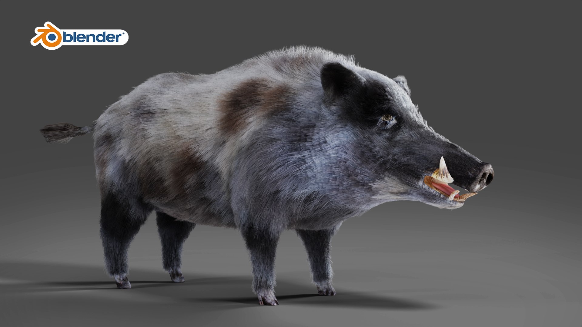 3D Model Fur Black Wild Boar V03 Rigged In Blender - TurboSquid 1991193