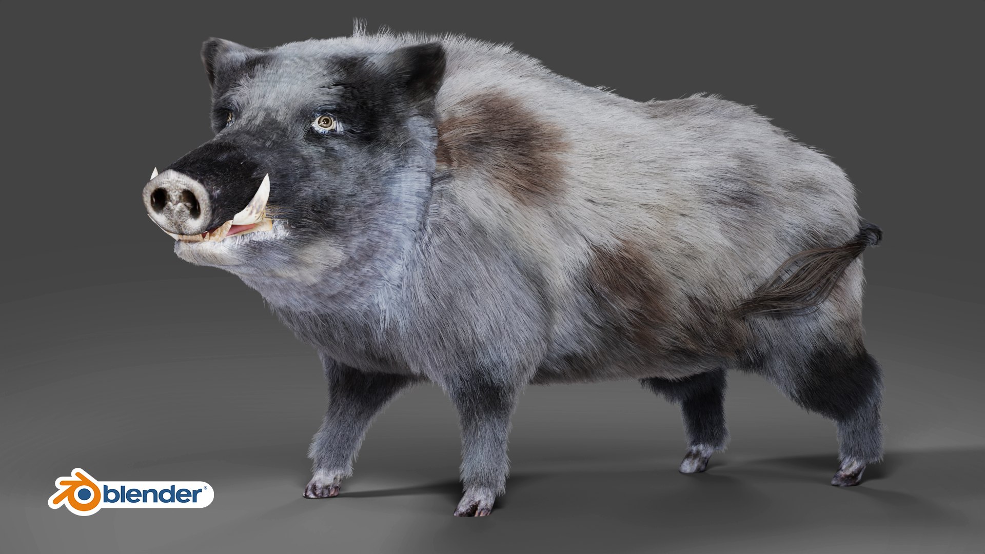 3D Model Fur Black Wild Boar V03 Rigged In Blender - TurboSquid 1991193