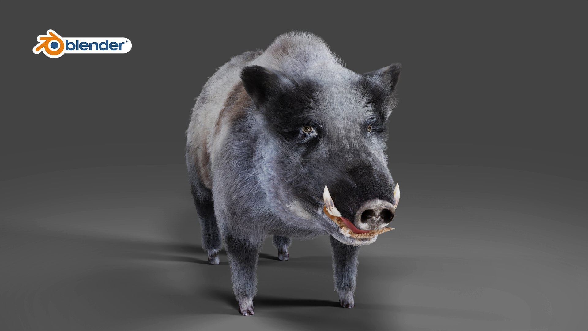 3D Model Fur Black Wild Boar V03 Rigged In Blender - TurboSquid 1991193