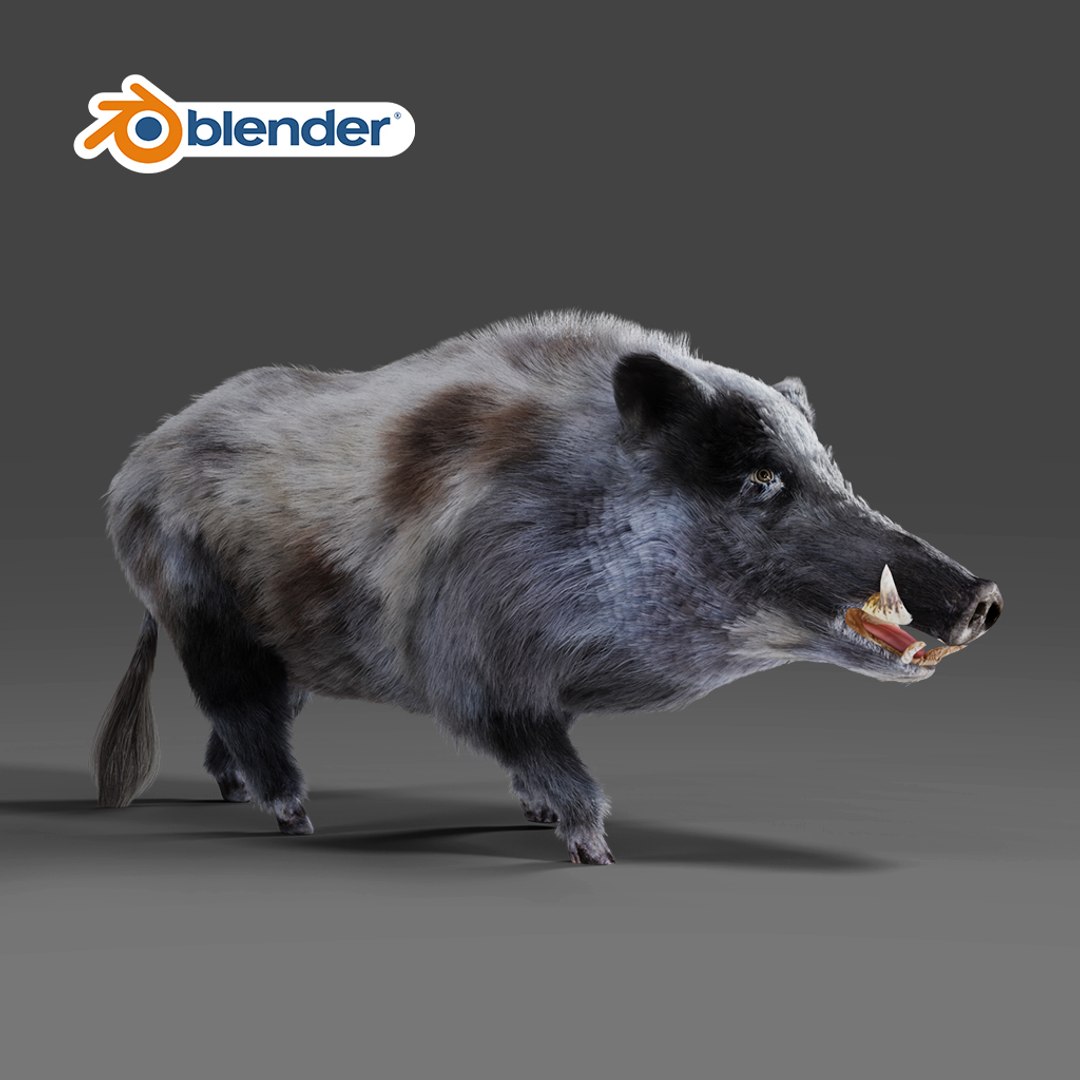 Fur Black Wild Boar V03 Rigged in Blender 3D 모델 - TurboSquid 1991193