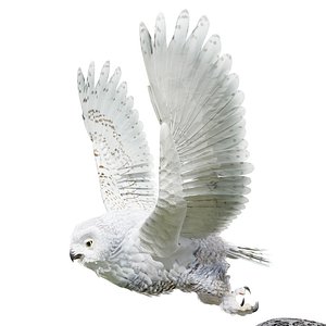 Sown Owl-BLENDER 3D model