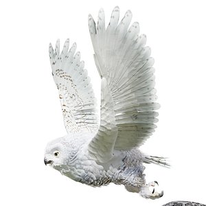 Snow Owl-BLENDER