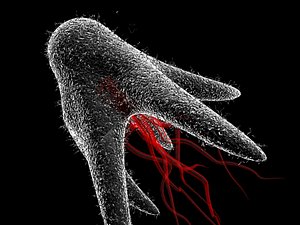 Cancer Cell