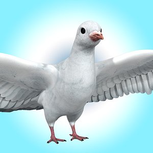 Dove White Pigeon