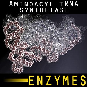 Aminoacyl tRNA synthetase