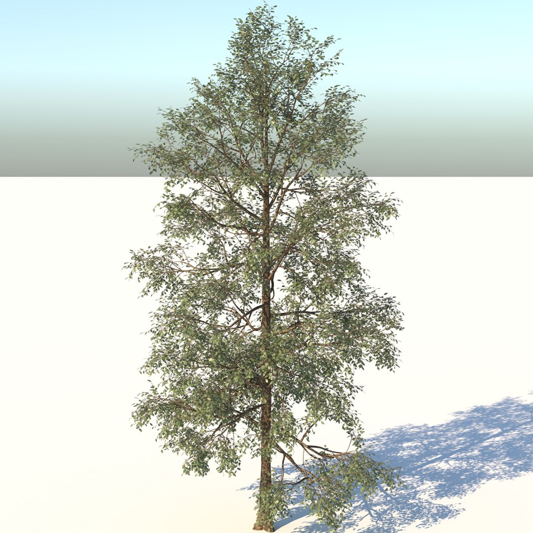 3D white birch tree model - TurboSquid 1683919