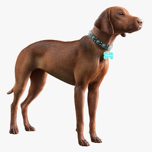 dog vizsla